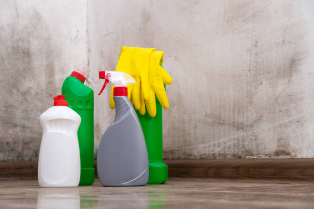 Why You Should Choose Our Mold Remediation Services in Ledbetter, KY